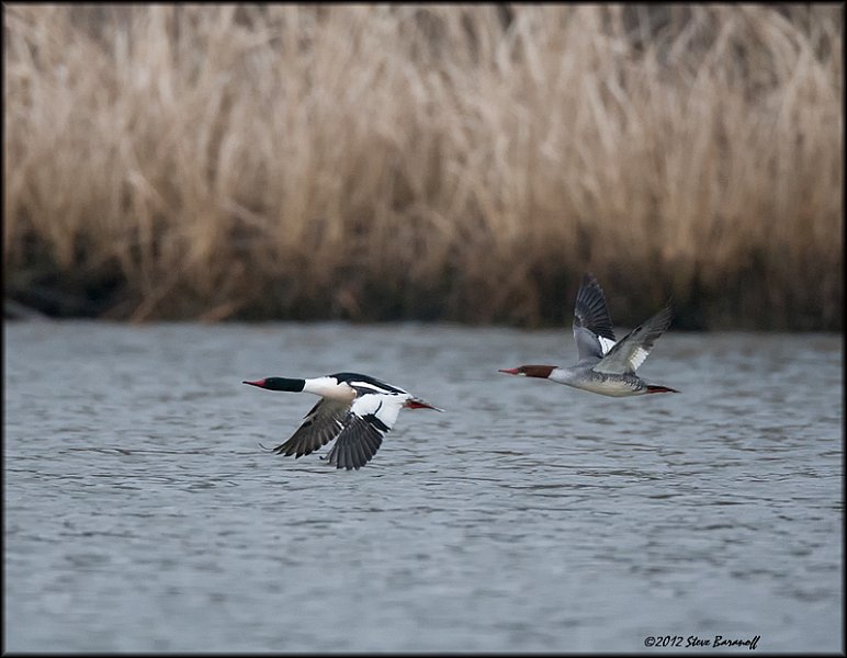 _2SB9261 common merganser pair.jpg